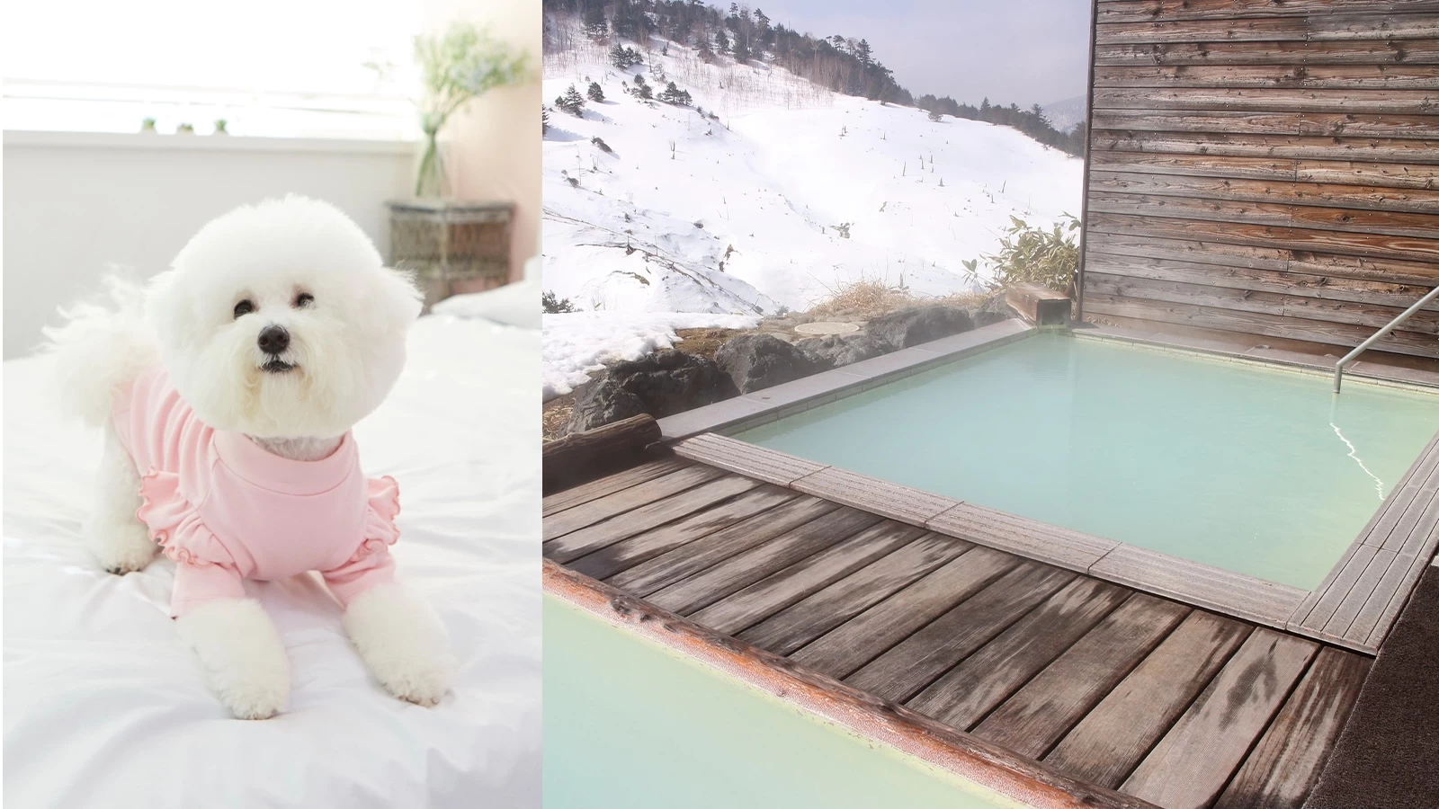 [Gunma] 6 hotels, inns, and glamping spots your furbaby will love