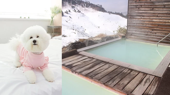 [Gunma] 6 hotels, inns, and glamping spots your furbaby will love