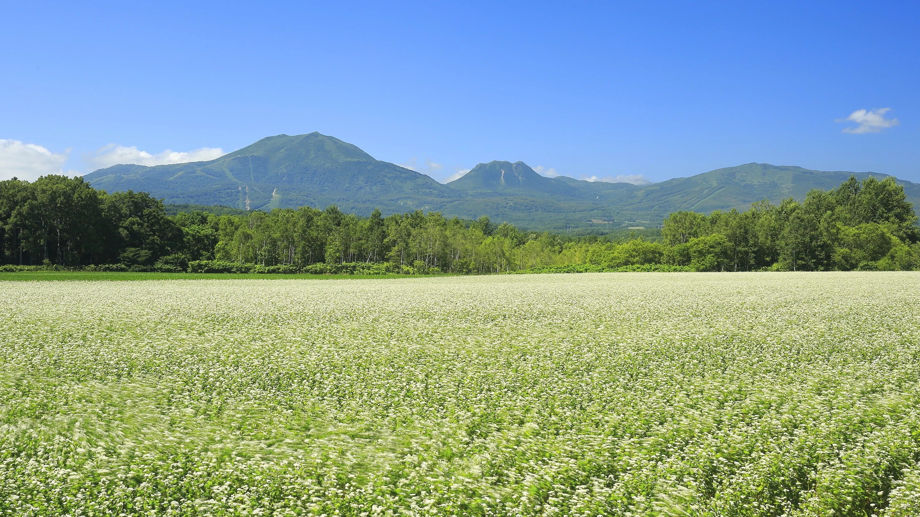 Discover Niseko: Two Stays for a Relaxing Family Trip in Nature
