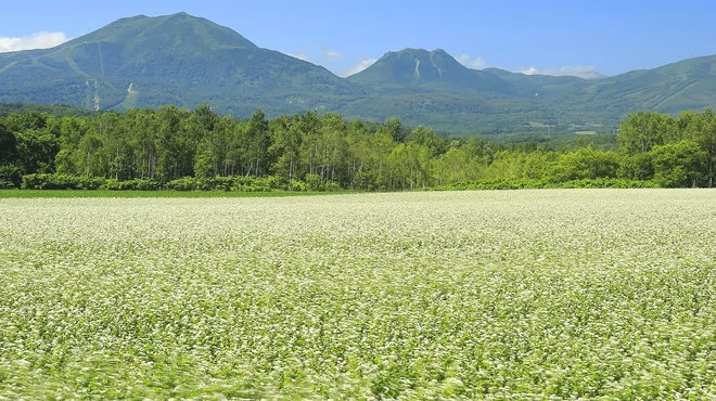 Discover Niseko: Two Stays for a Relaxing Family Trip in Nature
