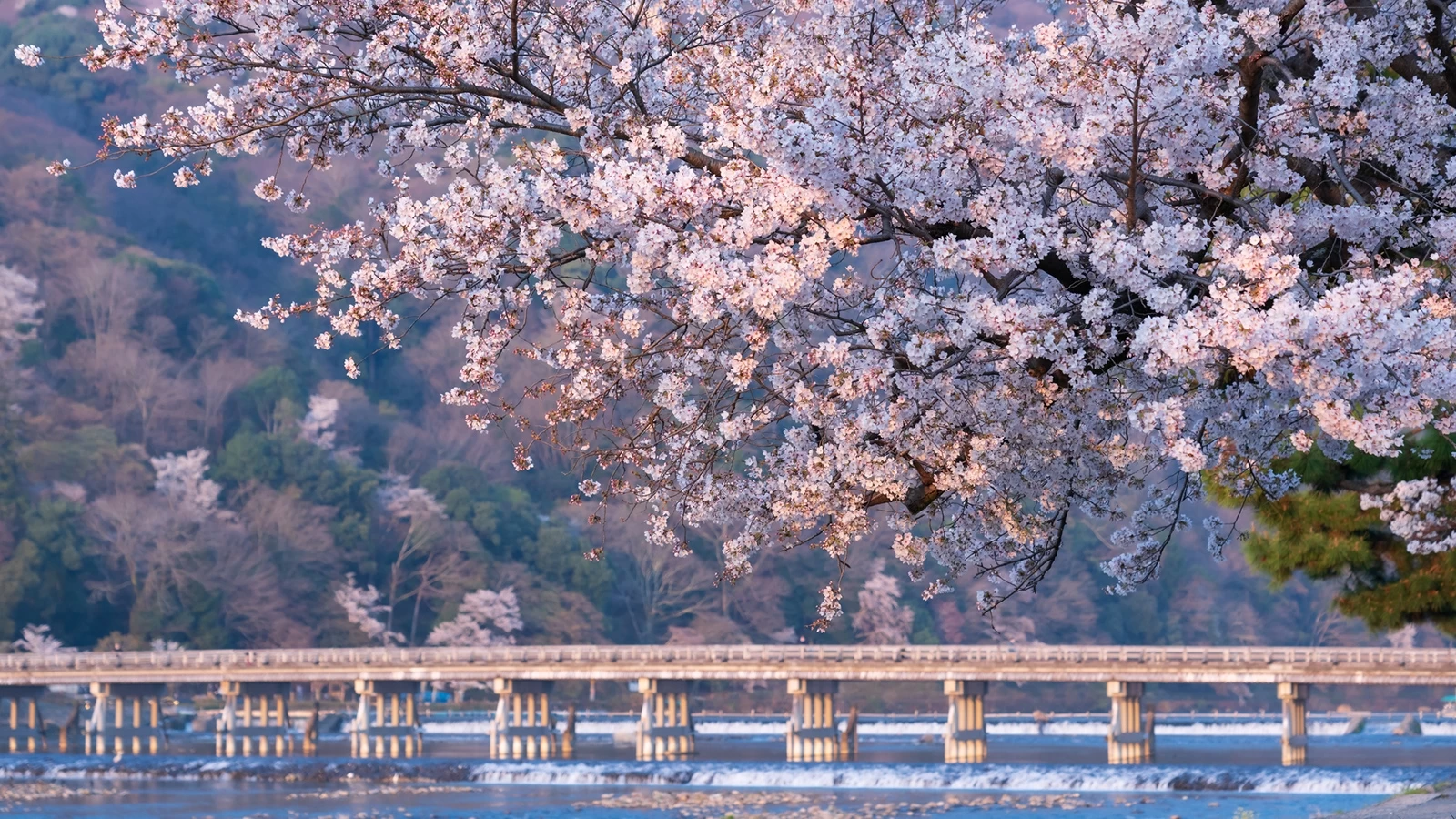 [Kyoto Tourism] 20 Famous Cherry Blossom Spots Introducing the best spots for cherry blossom viewing!