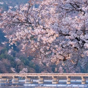 [Kyoto Tourism] 20 Famous Cherry Blossom Spots Introducing the best spots for cherry blossom viewing!