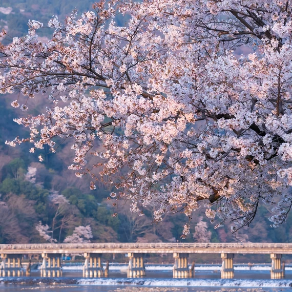 [Kyoto Tourism] 20 Famous Cherry Blossom Spots Introducing the best spots for cherry blossom viewing!