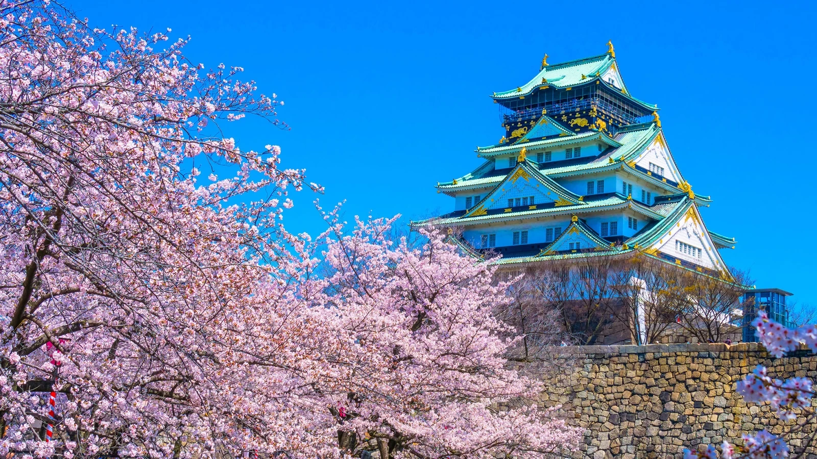 [Osaka Tourism] 15 Famous Cherry Blossom Spots – Introducing the Best Spots for Cherry Blossom Viewing!