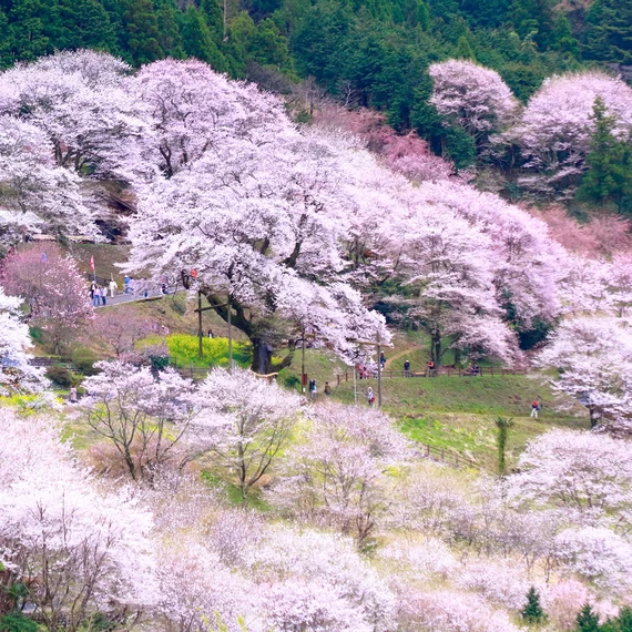 Kochi Tourism: 11 Cherry Blossom Spots – Discover the Best Spots for Cherry Blossom Viewing!