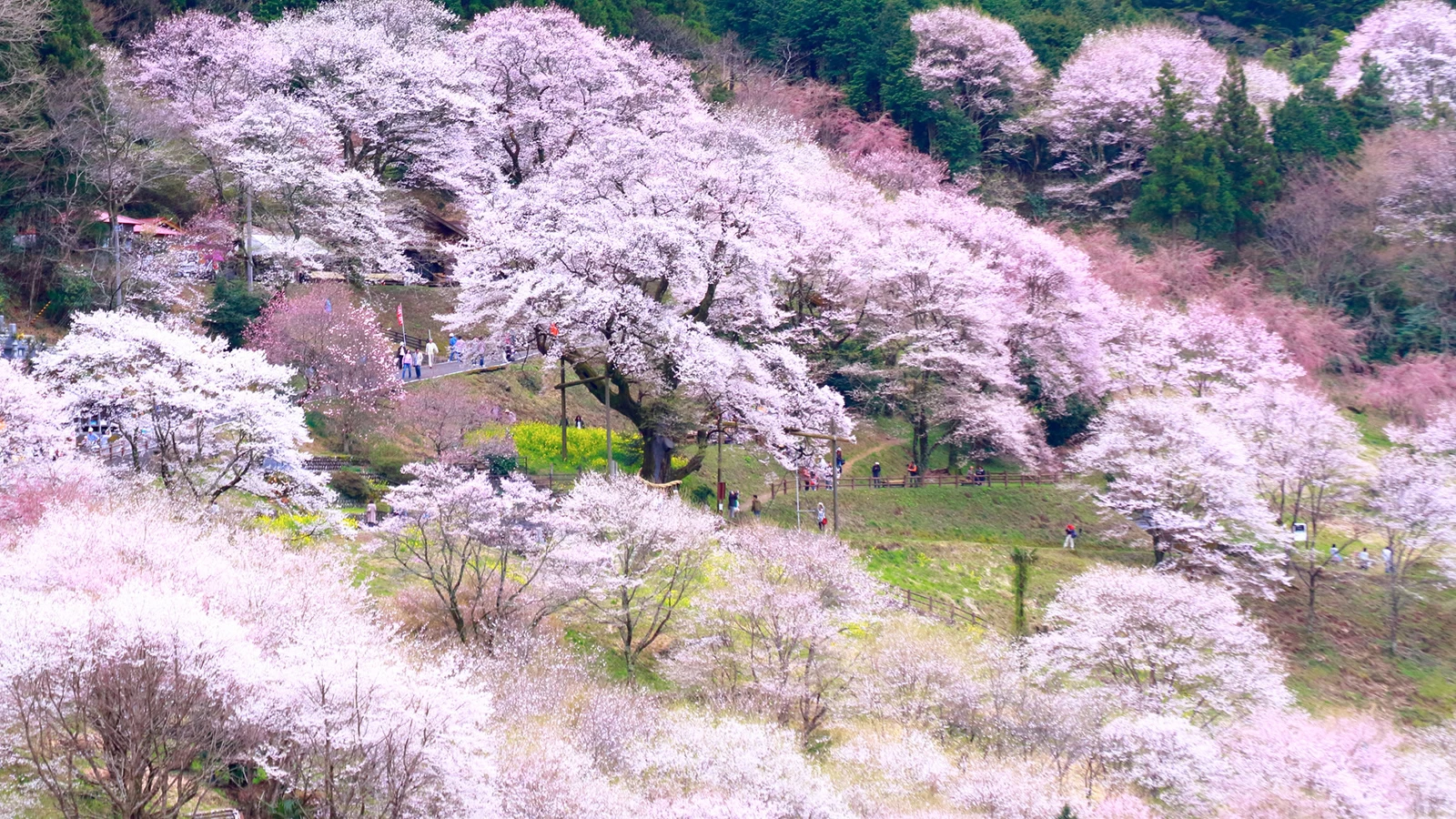 Kochi Tourism: 11 Cherry Blossom Spots – Discover the Best Spots for Cherry Blossom Viewing!