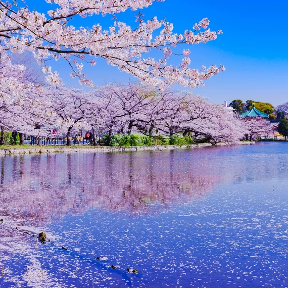 [Tokyo Sightseeing] 22 Must-Visit Cherry Blossom Spots for the Best Hanami Experience