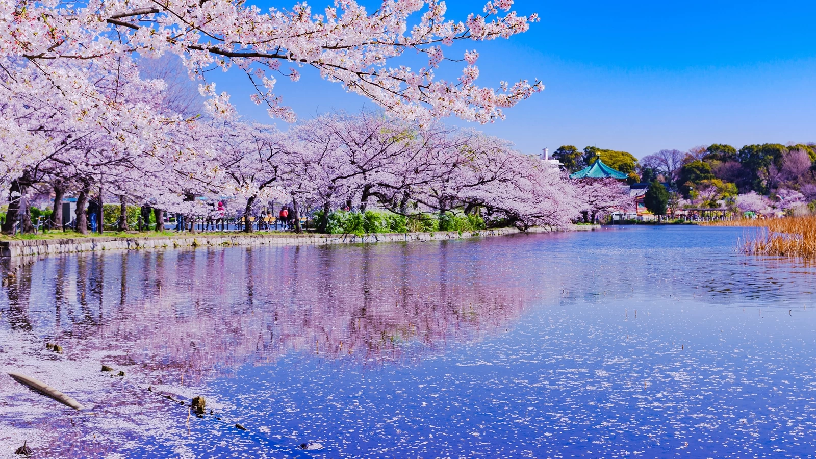 [Tokyo Sightseeing] 22 Must-Visit Cherry Blossom Spots for the Best Hanami Experience