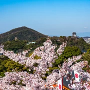 [Aichi Tourism] 20 Famous Cherry Blossom Spots Introducing the Best Spots for Cherry Blossom Viewing!