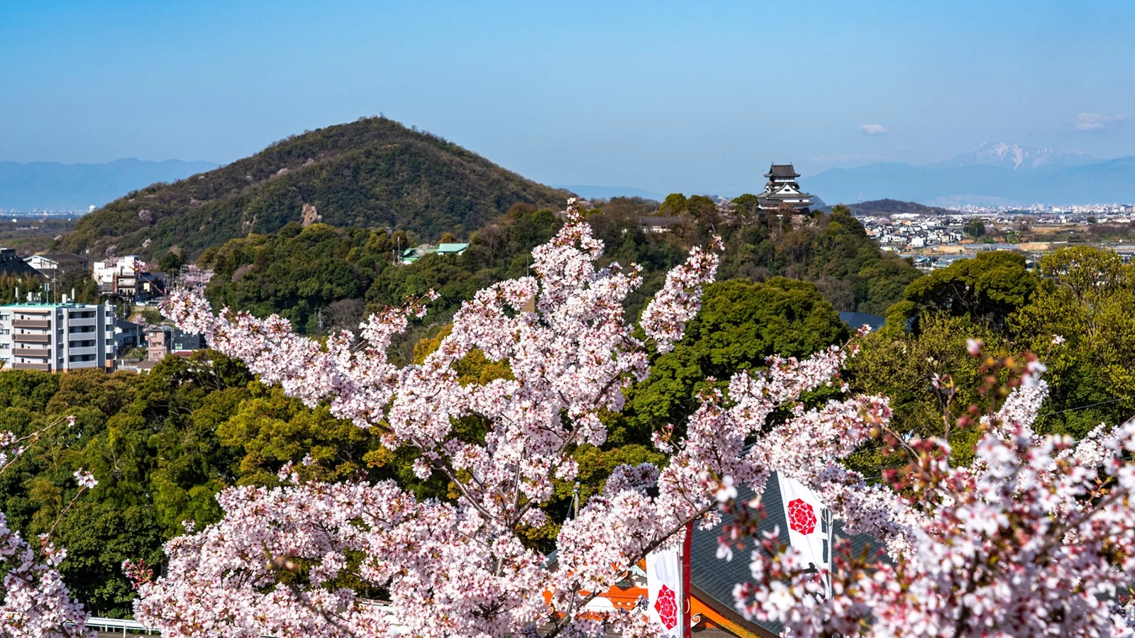 [Aichi Tourism] 20 Famous Cherry Blossom Spots Introducing the Best Spots for Cherry Blossom Viewing!