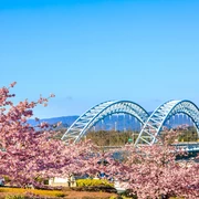 [Nagasaki Tourism] 10 Famous Cherry Blossom Spots - Introducing the Best Spots for Cherry Blossom Viewing!
