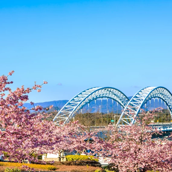 [Nagasaki Tourism] 10 Famous Cherry Blossom Spots - Introducing the Best Spots for Cherry Blossom Viewing!