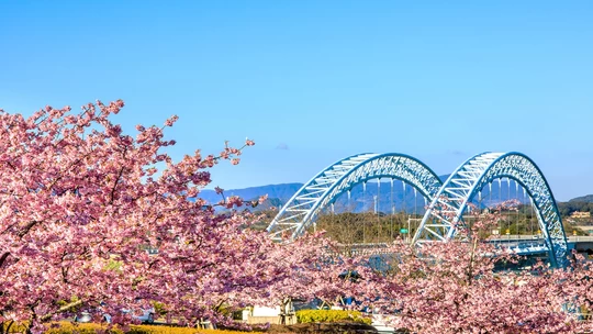 [Nagasaki Tourism] 10 Famous Cherry Blossom Spots - Introducing the Best Spots for Cherry Blossom Viewing!