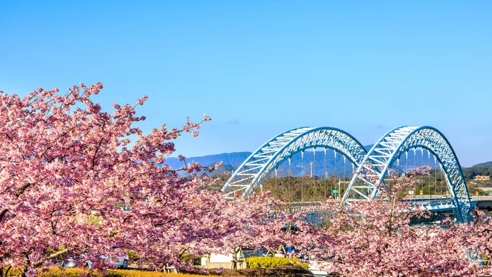 [Nagasaki Tourism] 10 Famous Cherry Blossom Spots - Introducing the Best Spots for Cherry Blossom Viewing!