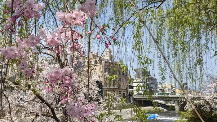 A Local Walk by a Writer Living in Kyoto: Discover Kyoto's Hidden Cherry Blossom Spots