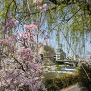 A Local Walk by a Writer Living in Kyoto: Discover Kyoto's Hidden Cherry Blossom Spots