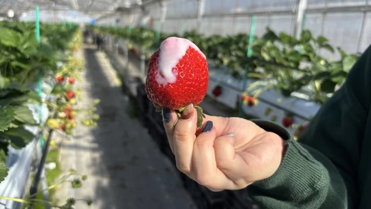 A Kochi Girls’ Trip: Strawberry Picking, Photogenic Sweets, and Bougainvillea at Nishijima Horticultural Park