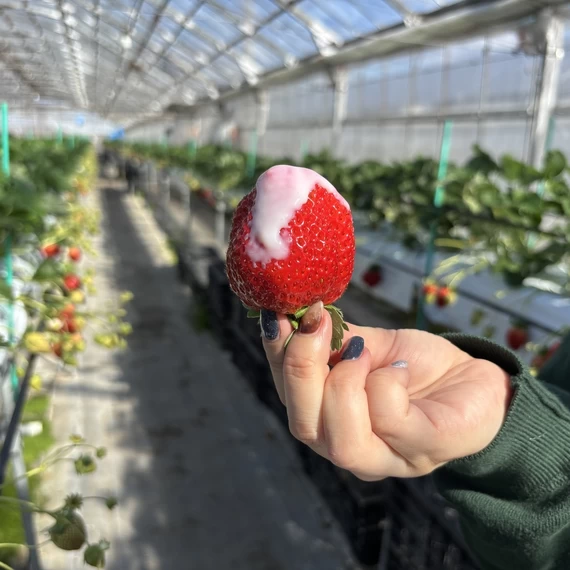 A Kochi Girls’ Trip: Strawberry Picking, Photogenic Sweets, and Bougainvillea at Nishijima Horticultural Park