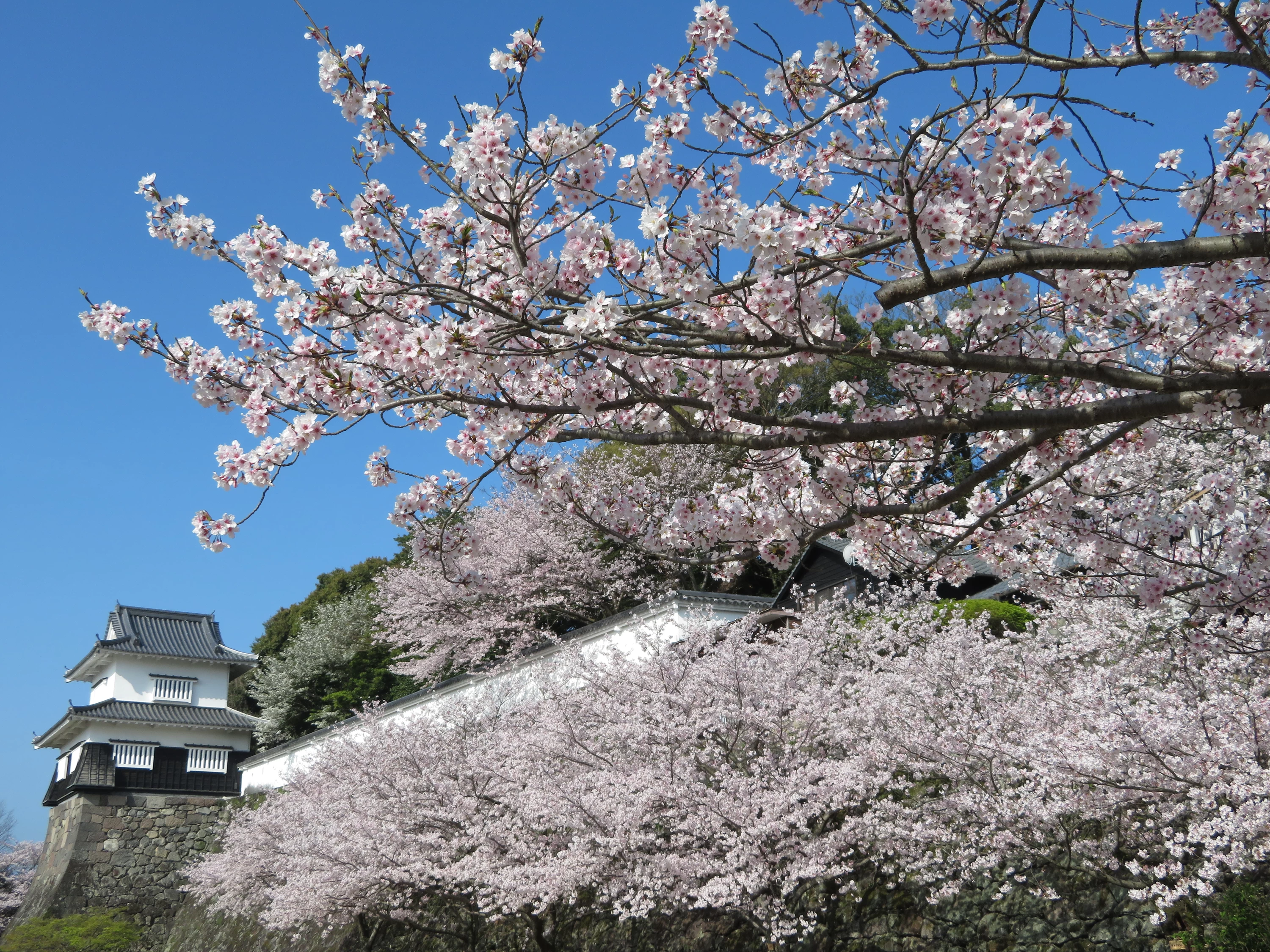 Nagasaki Tourism] 10 Famous Cherry Blossom Spots - Introducing the