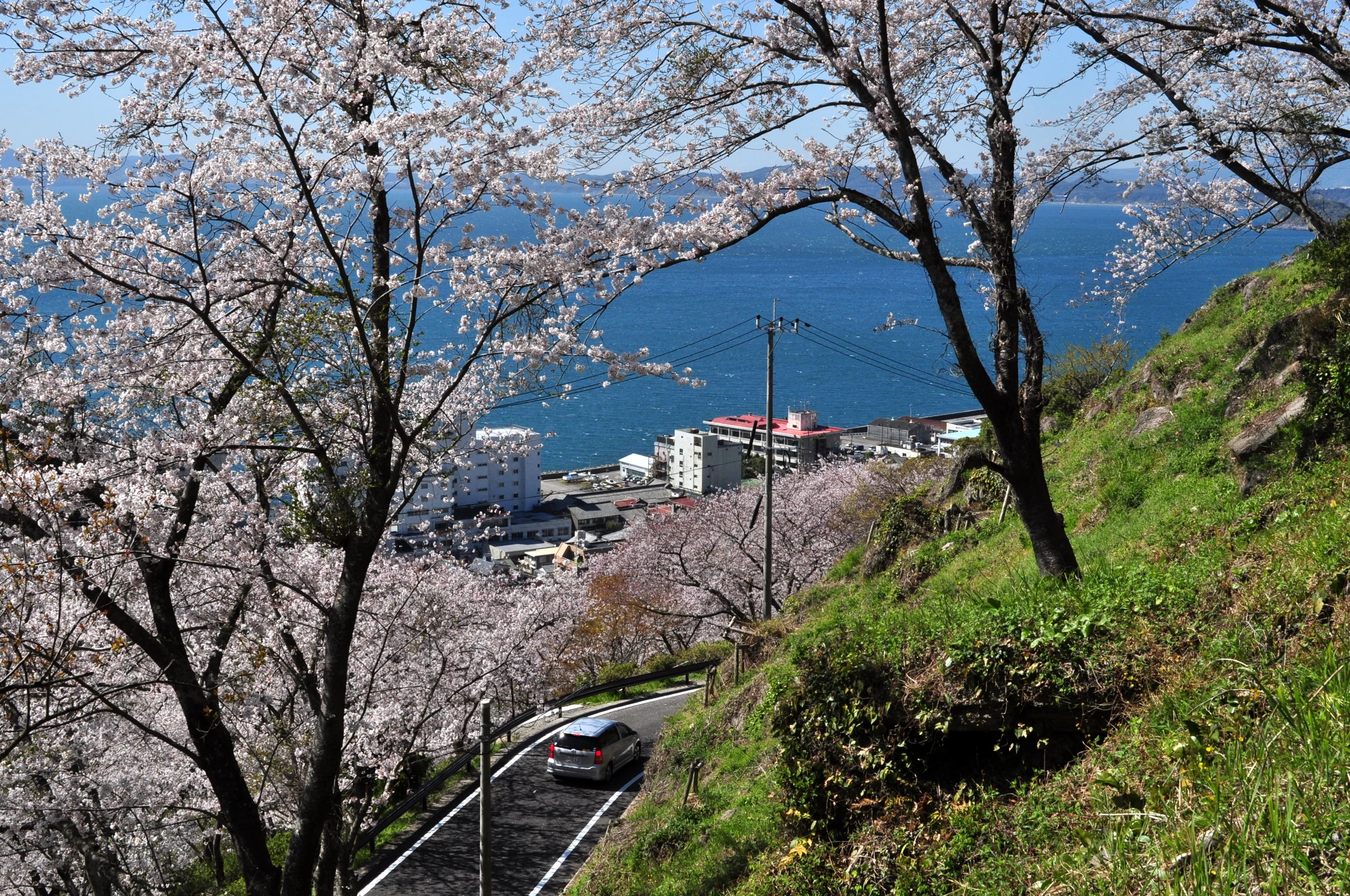 Nagasaki Tourism] 10 Famous Cherry Blossom Spots - Introducing the