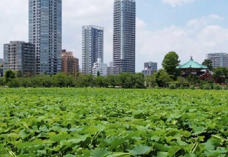 Shinobazu Pond