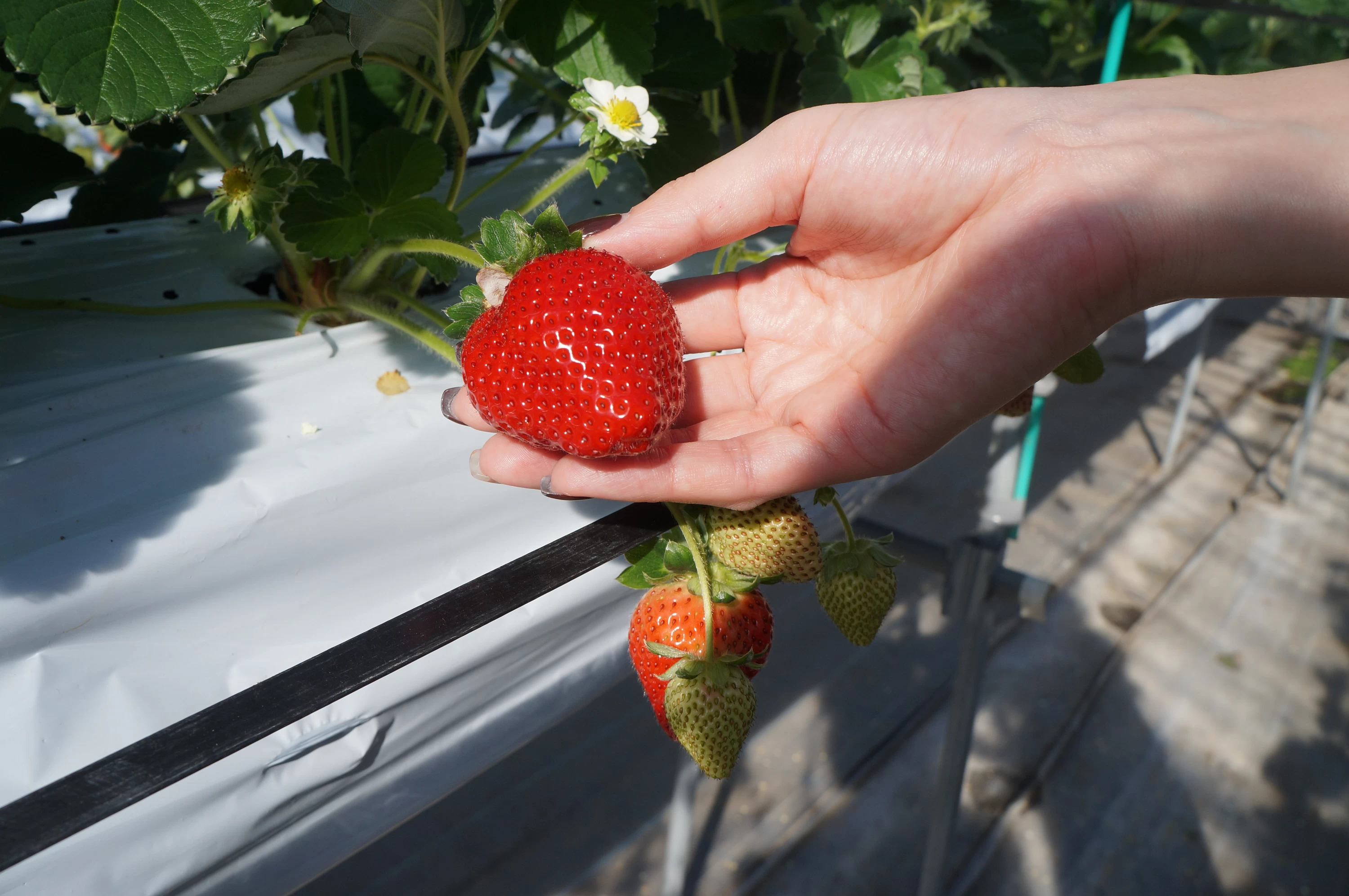 Large, plump strawberries with a satisfying weight
