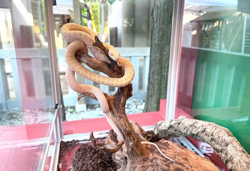 white snake